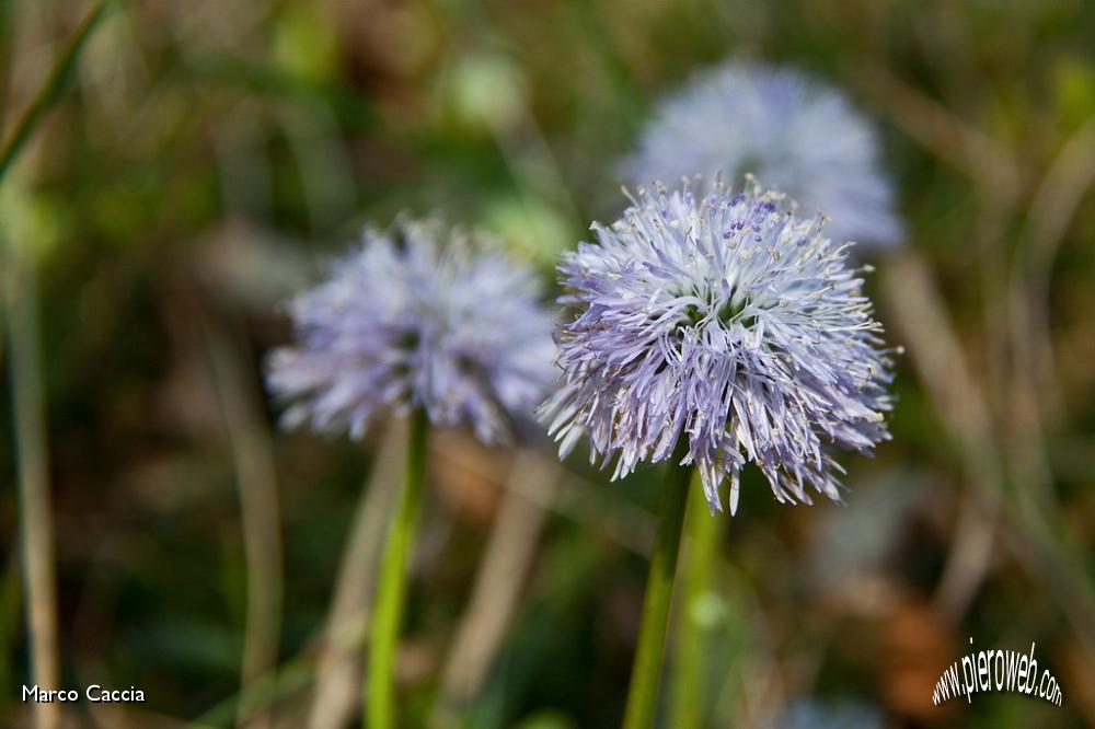 01_Globularia nudicalis (bottonaria di monte).jpg